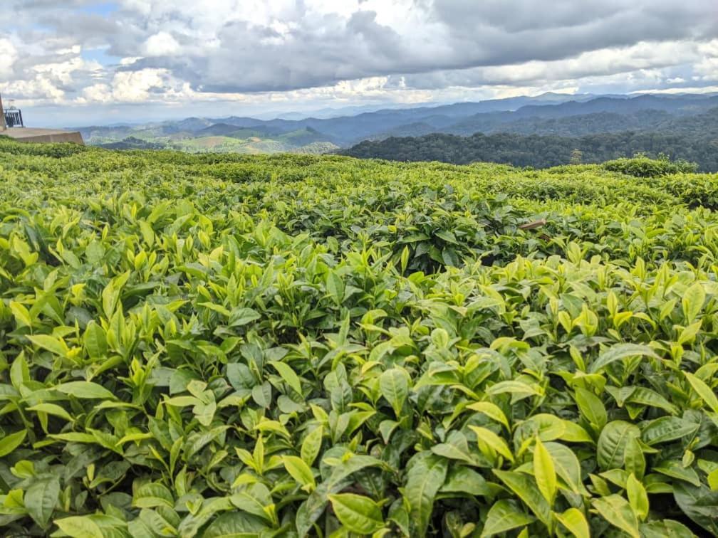 Nyungwe Village Kitabi Ngoại thất bức ảnh
